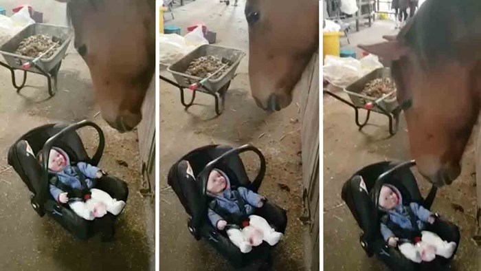 VIDEO Mama je bebu ostavila ispred slijepe kobile pa oduševljeno snimala njihovu simpatičnu reakciju