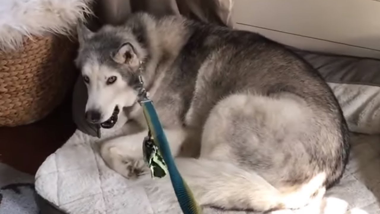 VIDEO Ostali psi su uvjerili nevjerojatno tvrdoglavog haskija da ne bi bilo loše krenuti u šetnju