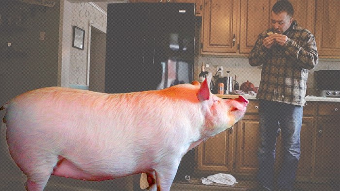 Udomili su "mini svinju" pa ubrzo shvatili da su prevareni, evo kako danas žive sa svinjom od 300 kg