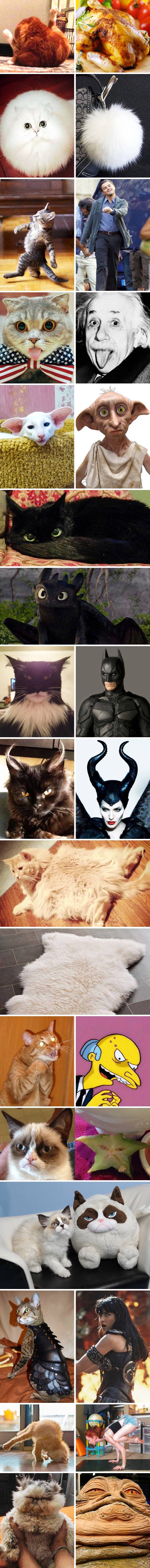 15 smiješnih slika mačaka koje savršeno oponašaju sve što vide oko sebe