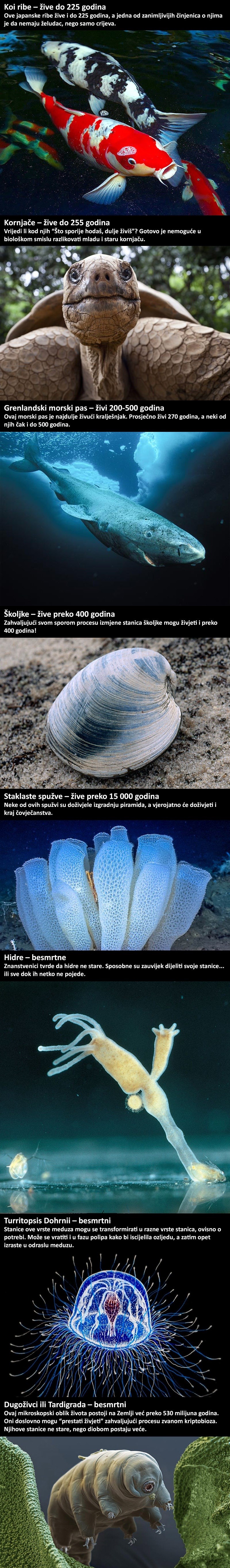 Ove životinje žive puno dulje od ljudi, neke od njih su čak pronašle tajnu besmrtnosti