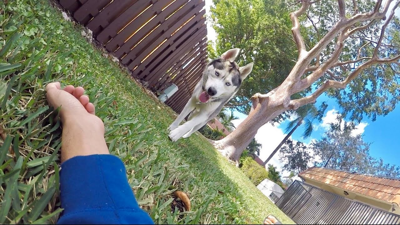 Vlasnik haskija odlučio je provjeriti kako će njegov ljubimac reagirati nakon što odglumi padanje u nesvijest