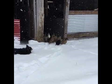 Reakcija pataka nasmijala internet: Prvi put su hodale po snijegu, pogledajte kako je to završilo