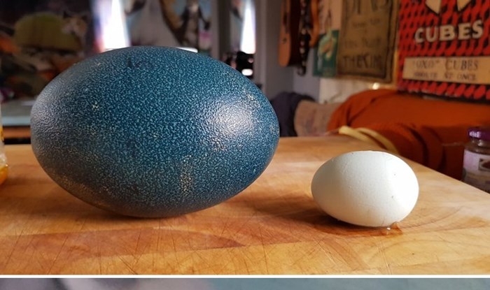 Obitelj je kupila nekoliko jaja emua na eBayu, nisu očekivali da će to zauvijek promijeniti njihovu farmu
