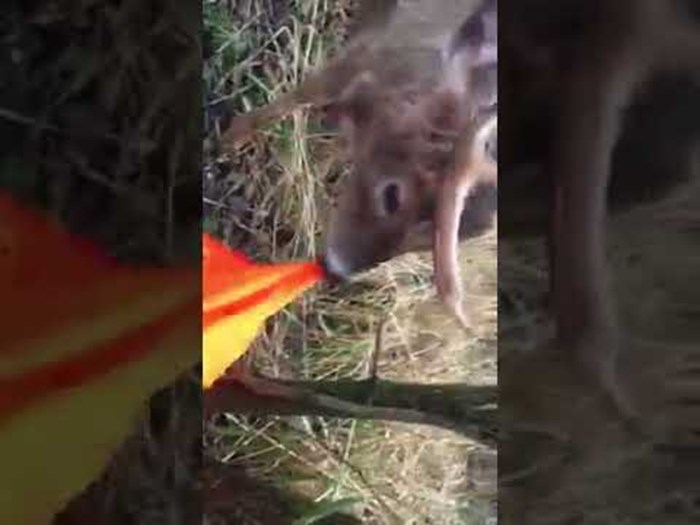 VIDEO Krenuo je u lov, a na kraju s sprijateljio s lovinom