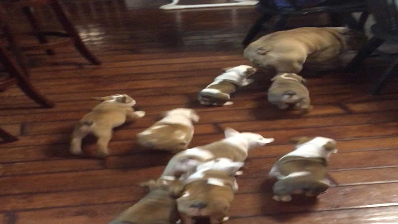 VIDEO Ono kad imate puno djece pa ne znate gdje pobjeći od njih 