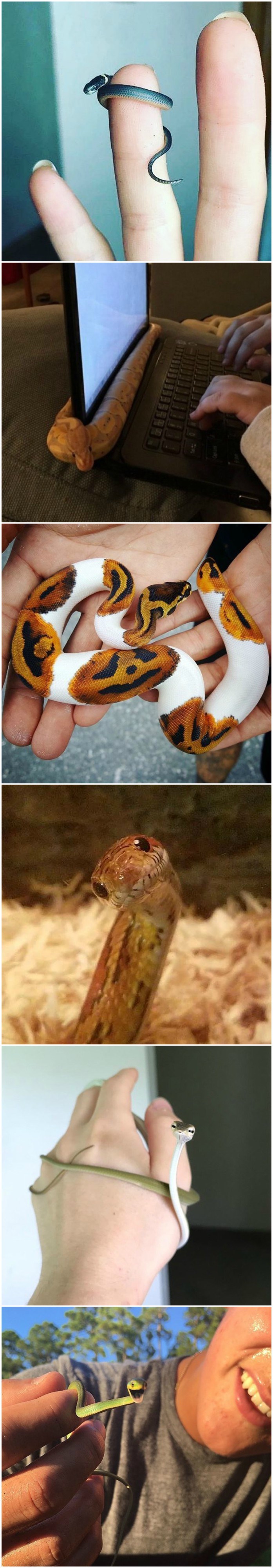 Bojite se zmija - ove fotografije pomoći će vam da pobijedite strah