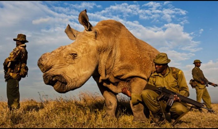 VIDEO Crni nosorog štićen je 24 sata dnevno, a razlog bi vas mogao iznenaditi