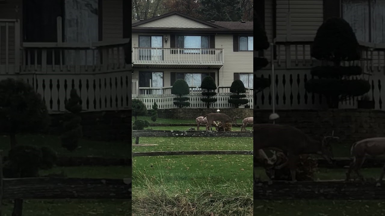 Bio je malo nestašan i zamijenio ženku s igračkom