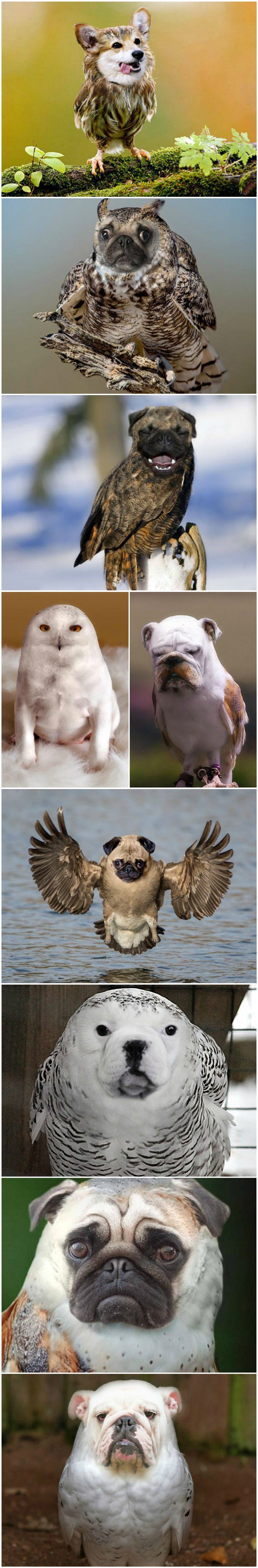 Što se dobije kada spojite psa i sovu?