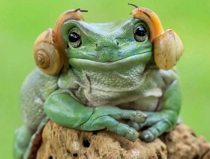Ova žaba stvarno podsjeća na nekog...