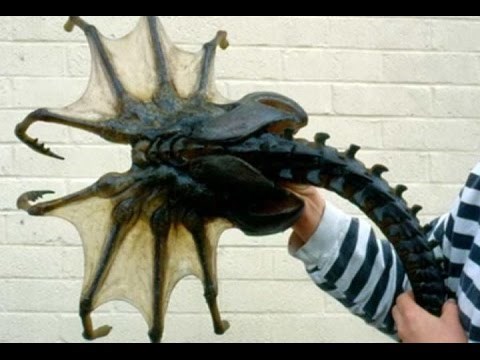 VIDEO Ovo su nevjerojatna i bizarna stvorenja pronađena na najhladnijem kontinentu