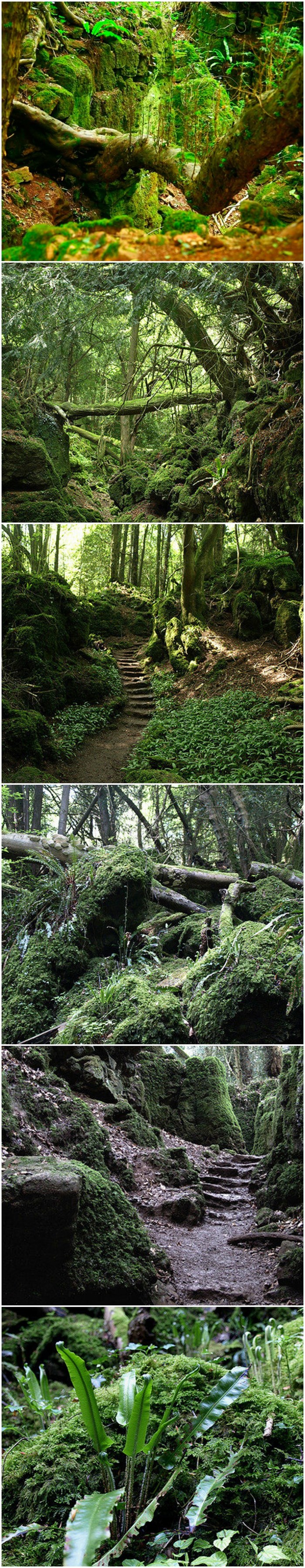 Fantastična šuma koja izgleda kao savršena lokacija za film ''Gospodar prstenova''