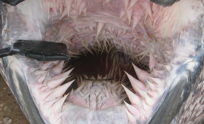 Ovo je unutrašnjost usta najveće kornjače na svijetu