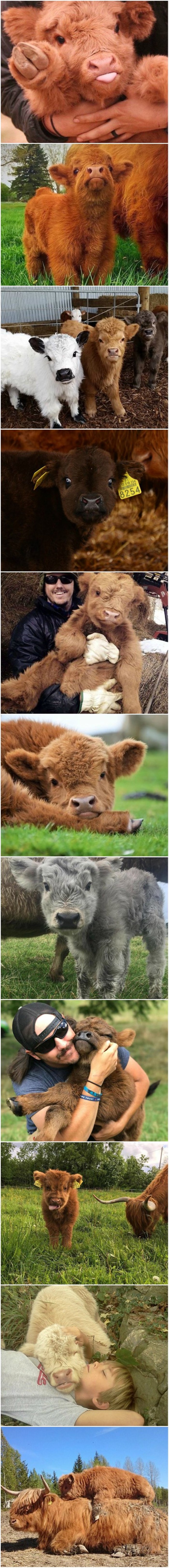 Ako se osjećate tužno, ove fotografije malih goveda će vas razveseliti