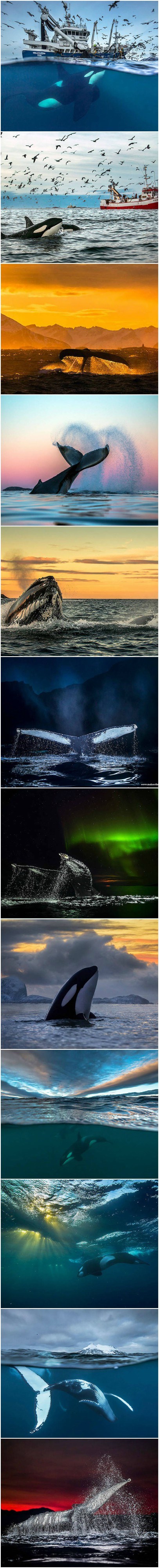 Ovo su fotografije veličanstvenih bića od kojih će vam zastati dah