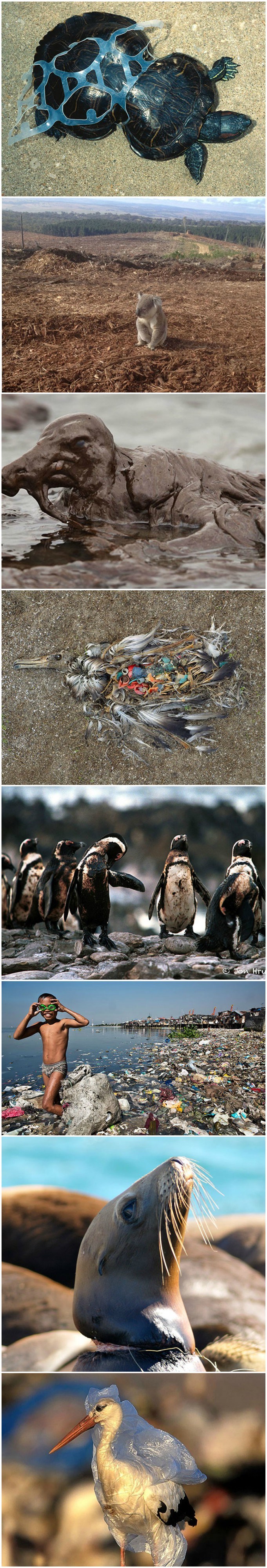 Još ne reciklirate - pogledajte ove fotografije i počet ćete