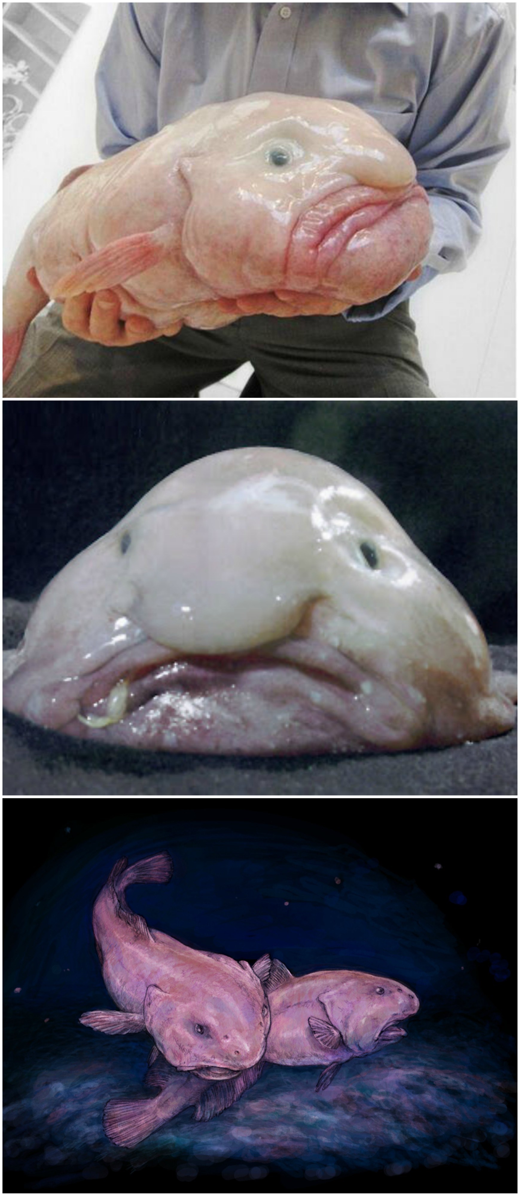 Mnogi za nju misle da je najružnija riba na svijetu, ali ona ipak tako ne izgleda