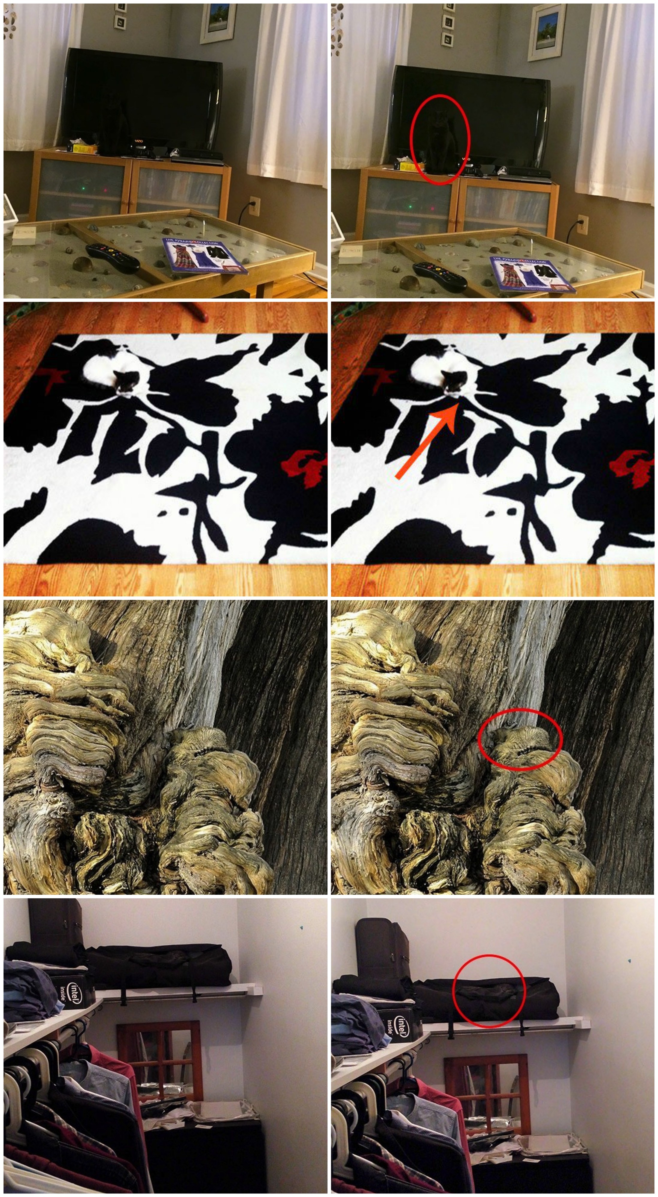 Ljudi na internetu vole dokazivati da su pametni i - mačke!