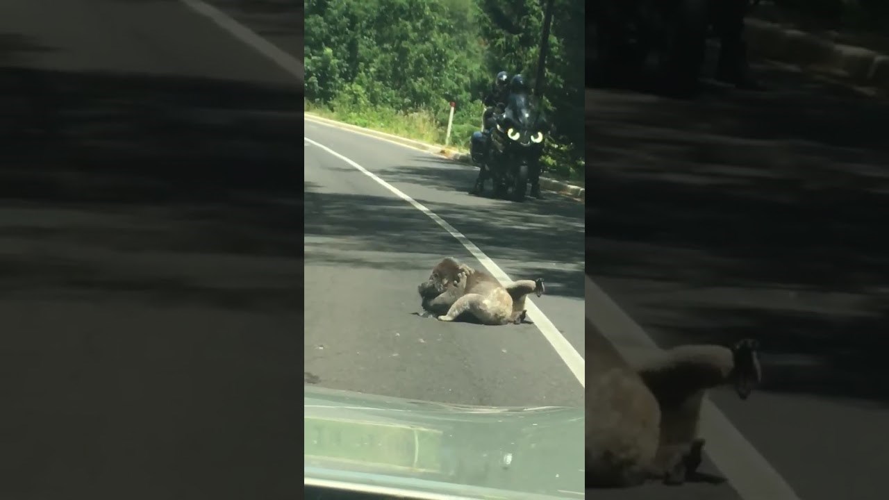 Ovako izgleda hrvanje u Australiji 