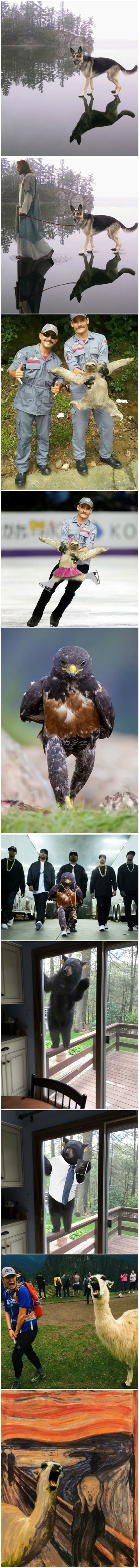 Ovo su najbolje obrađene fotografije životinja