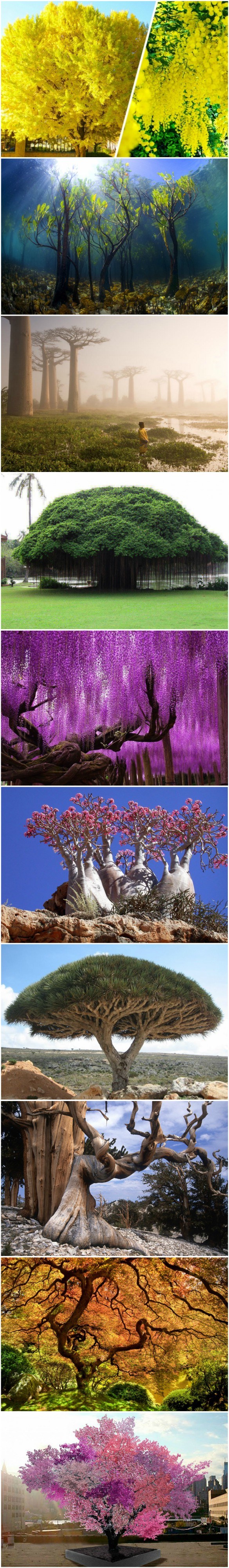 Ovo su najljepša drveća na svijetu