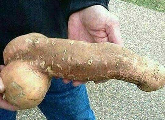 Krumpir je narastao u bezobraznom obliku