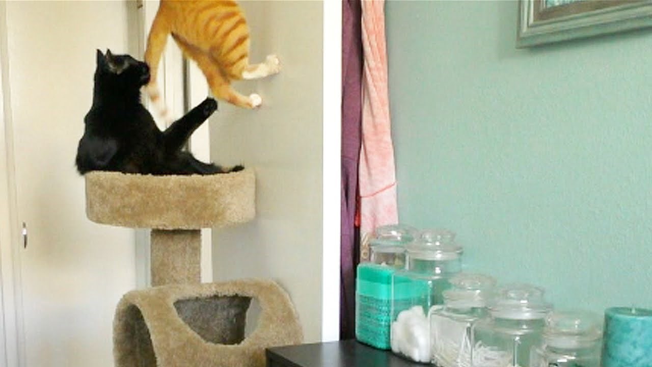 VIDEO Sigurni smo da vas zanima što rade vaše mačke kada ostanu same kod kuće