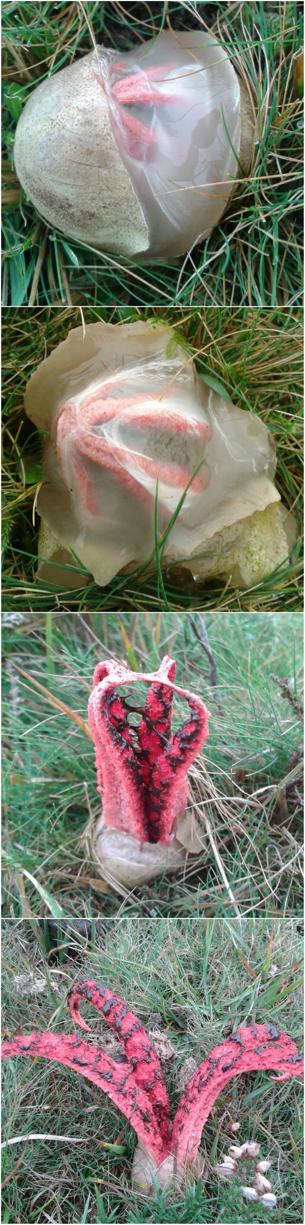 VJEROVALI ILI NE ovo je gljiva prenesena iz Australije u Hrvatsku