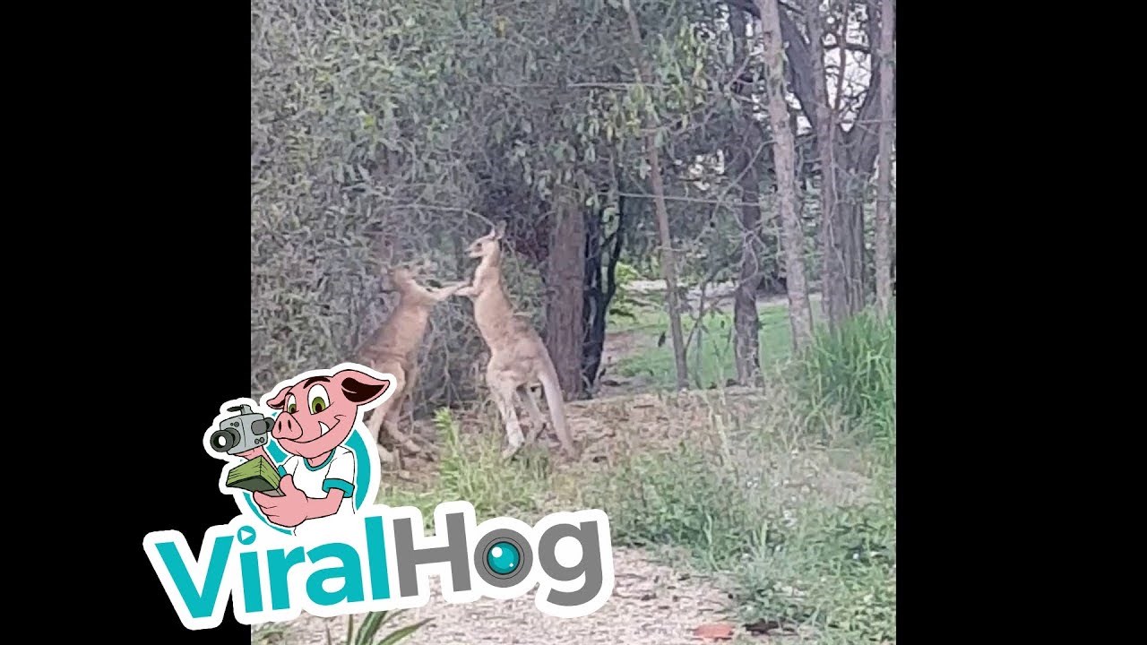 Naletio je na klokane koji su se tukli pa ih rastavio na sjajan način