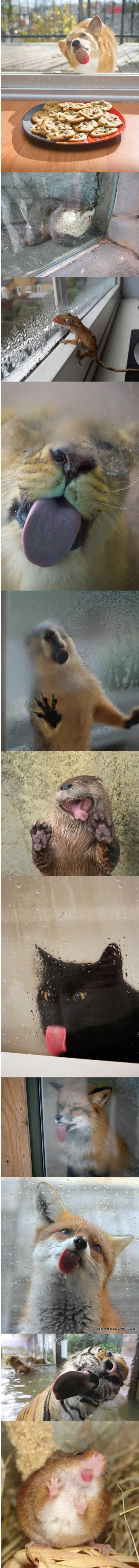 Ove su životinje imale bliski susret sa staklom i to izgleda presmiješno 