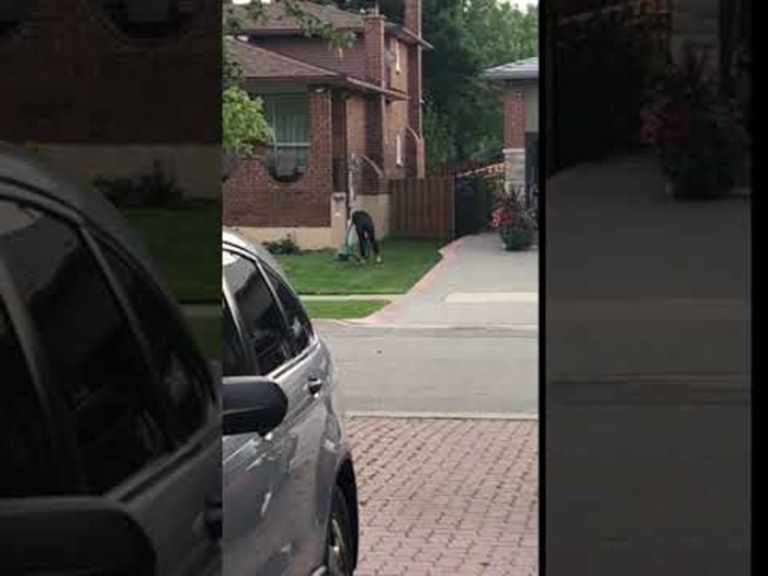VIDEO Uhvatio je susjedu u vrlo čudnom činu koji nitko ne može objasniti