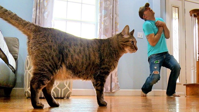 VIDEO Odglumio je vlastitu smrt kako bi vidio reakciju svoje mačke 