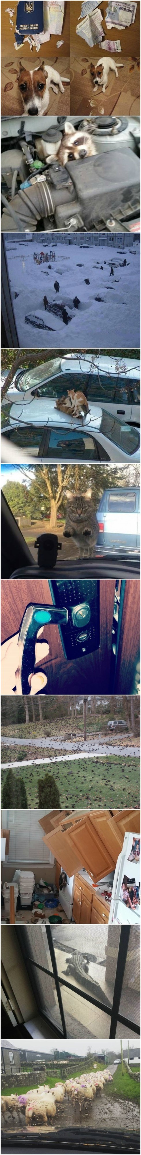 Ovi su ljudi kasnili na posao zbog vrlo čudnih i smiješnih razloga