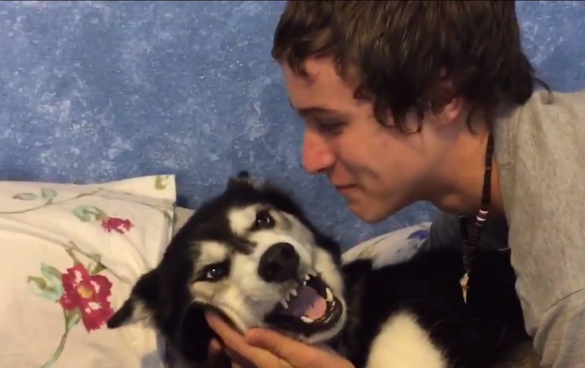 Mrzovoljni haski odbija primiti puse i to izgleda urnebesno 