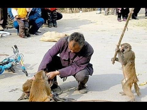 Životinje znaju biti jako zle i ovaj video to dokazuje