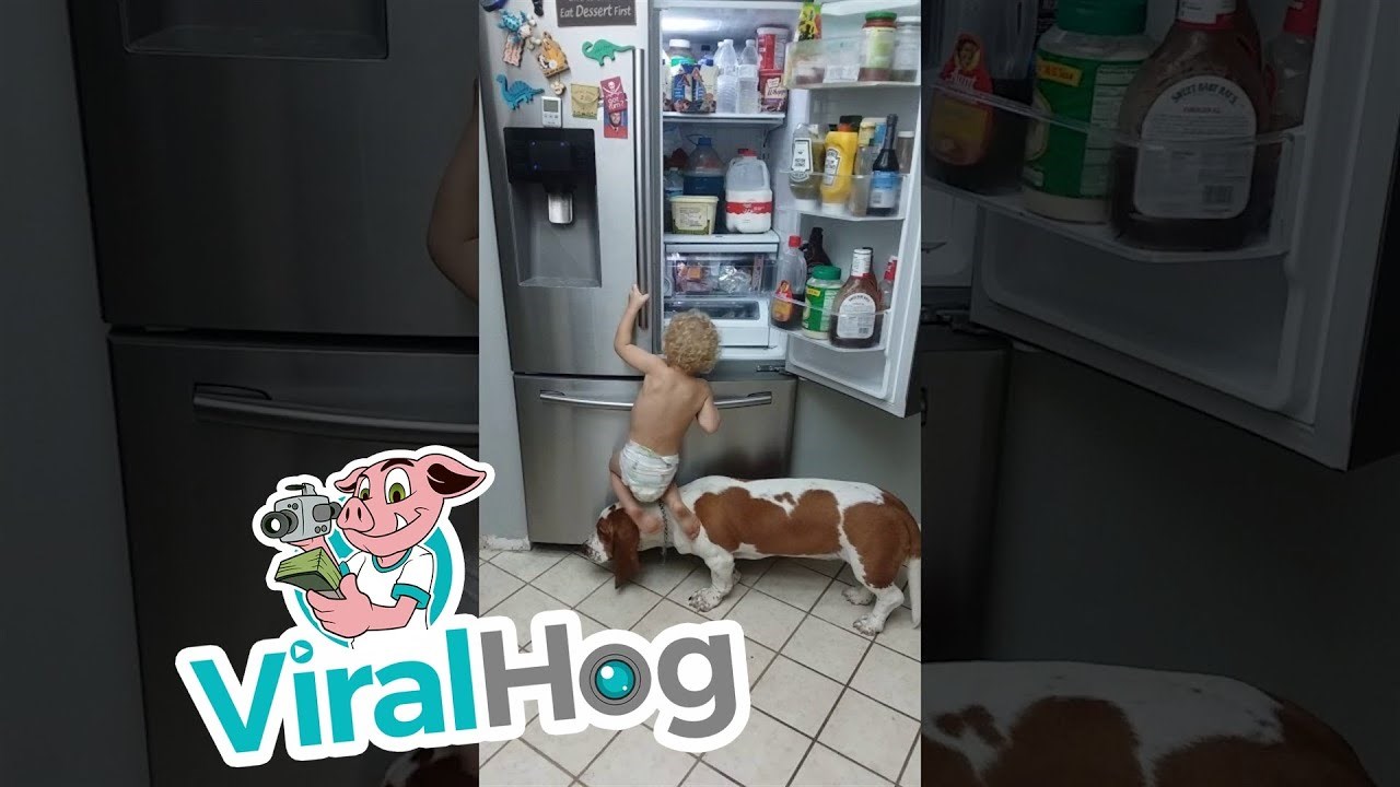 Dječak i pas ujedinili su snage kako bi došli do hrane i to izgleda preslatko