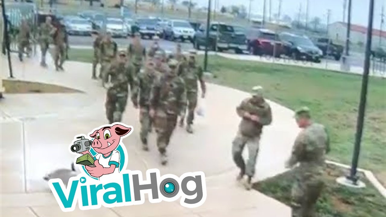 Urnebesni snimak guske koja napada vojnike nasmijat će vas do suza