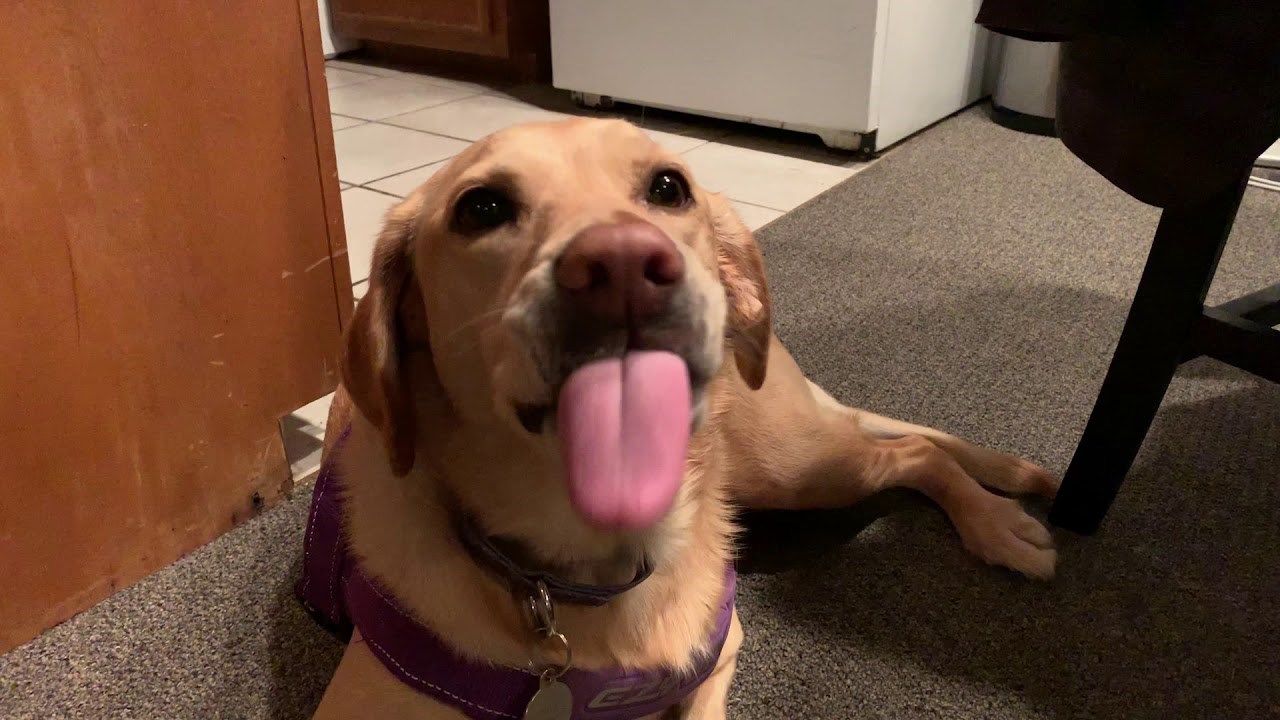 Ovaj pas mrzi povrće, na sam spomen graška raspoloženje mu vidno splasne