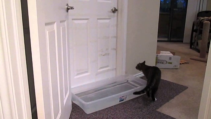 Postavio je vodenu prepreku ispred vrata, no ova je maca našla način da ih otvori