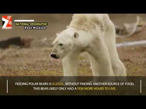 Video koji je rasplakao cijeli svijet - Ovo je posljedica klimatskih promjena