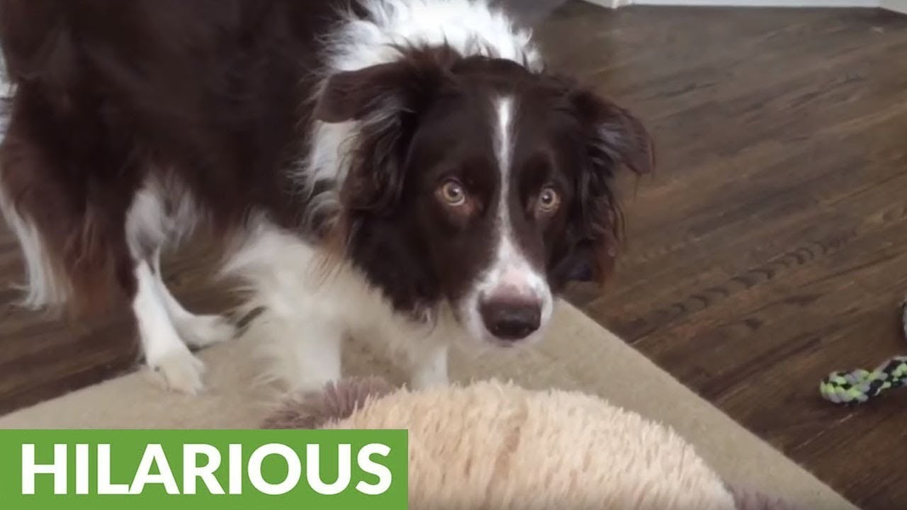 Ovaj se pesonja "nasmije" svaki puta kada netko dodirne njegovu najdražu igračku