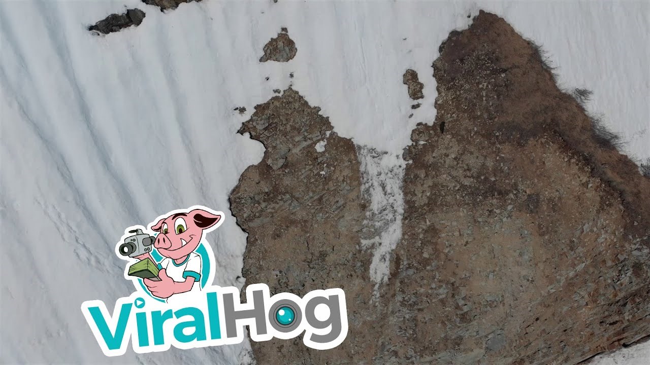 Snimali medu koji se pokušavao popeti na liticu, no to nikako nisu trebali napraviti 