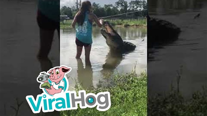 VIDEO Neustrašiva djevojka odlučila je nahraniti ogromnog aligatora 