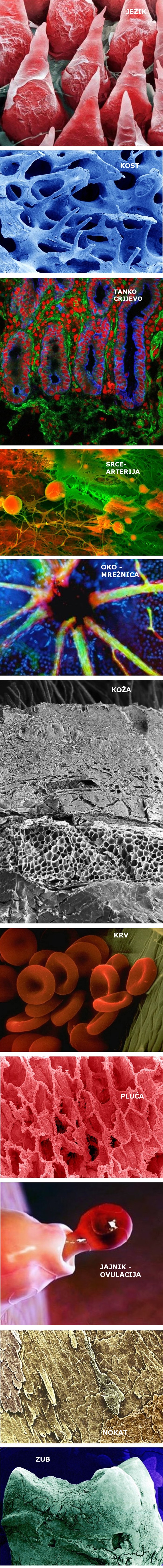 Ovako naši organi izgledaju pod mikroskopom 