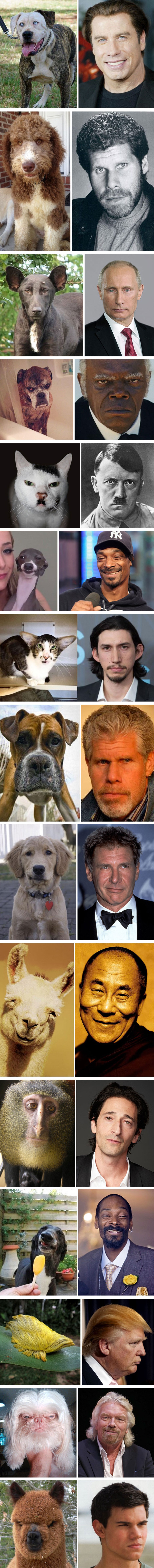 Ove slavne osobe imaju životinjske dvojnike i to izgleda presmiješno 