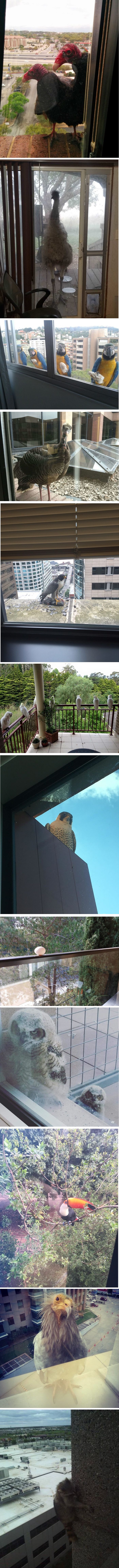 Ovi su ljudi na prozorima zatekli čudne goste koji će vas iznenaditi i nasmijati