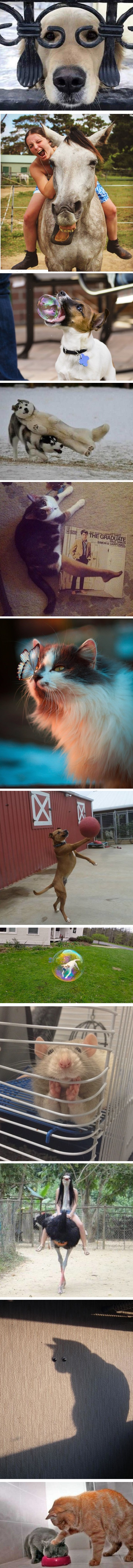 Smiješne fotke životinja uhvaćenih u pravom trenu uljepšat će vaš dan