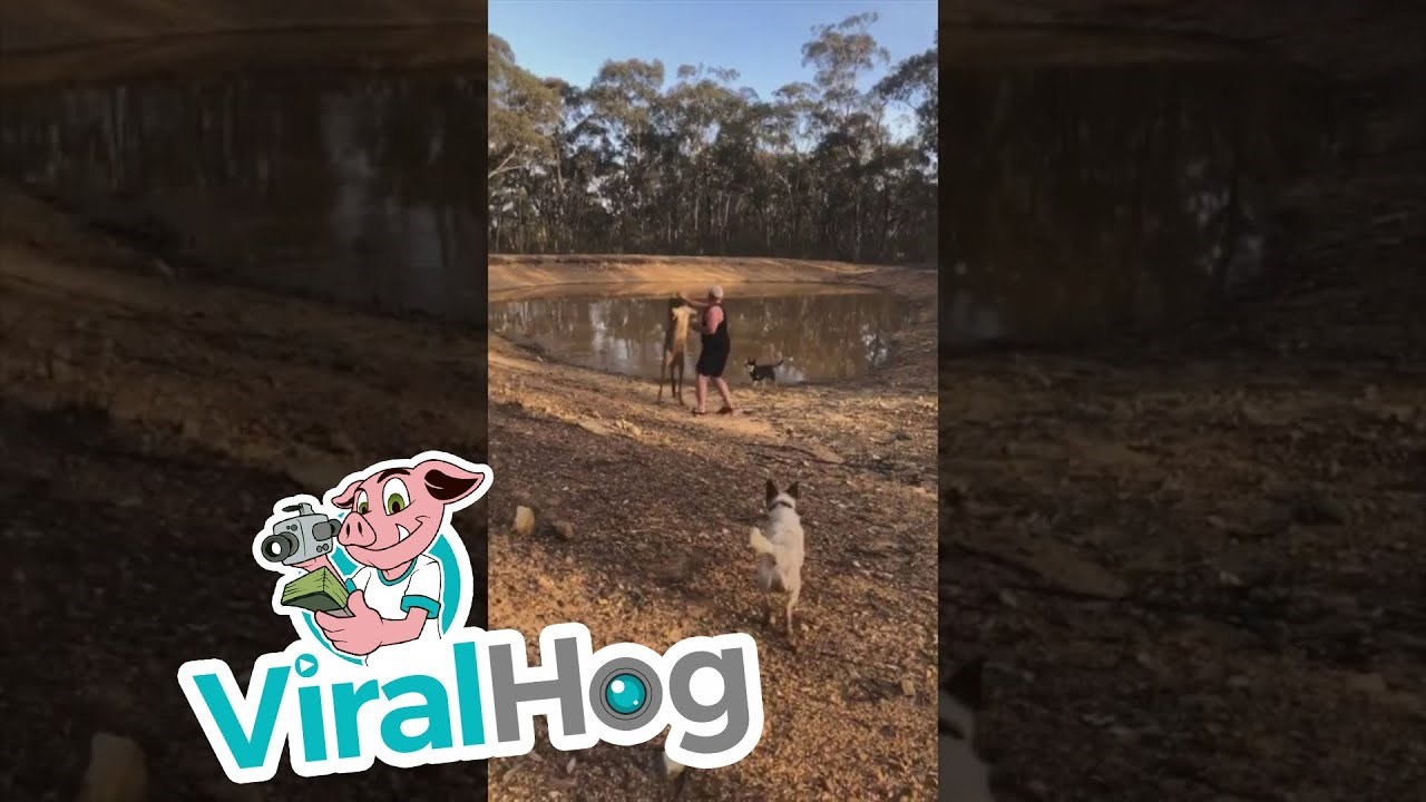 Internetom kruži snimka čovjeka koji je dobio batina od klokana