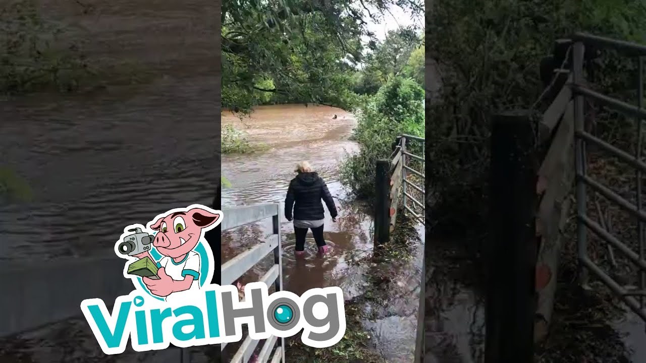 Nakon poplave, hrabri čovjek je plivao s konjem kako bi ga doveo na sigurno 